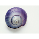 Snail. De cocoparisienne en pixabay. Licencia CC-0 dominio público.